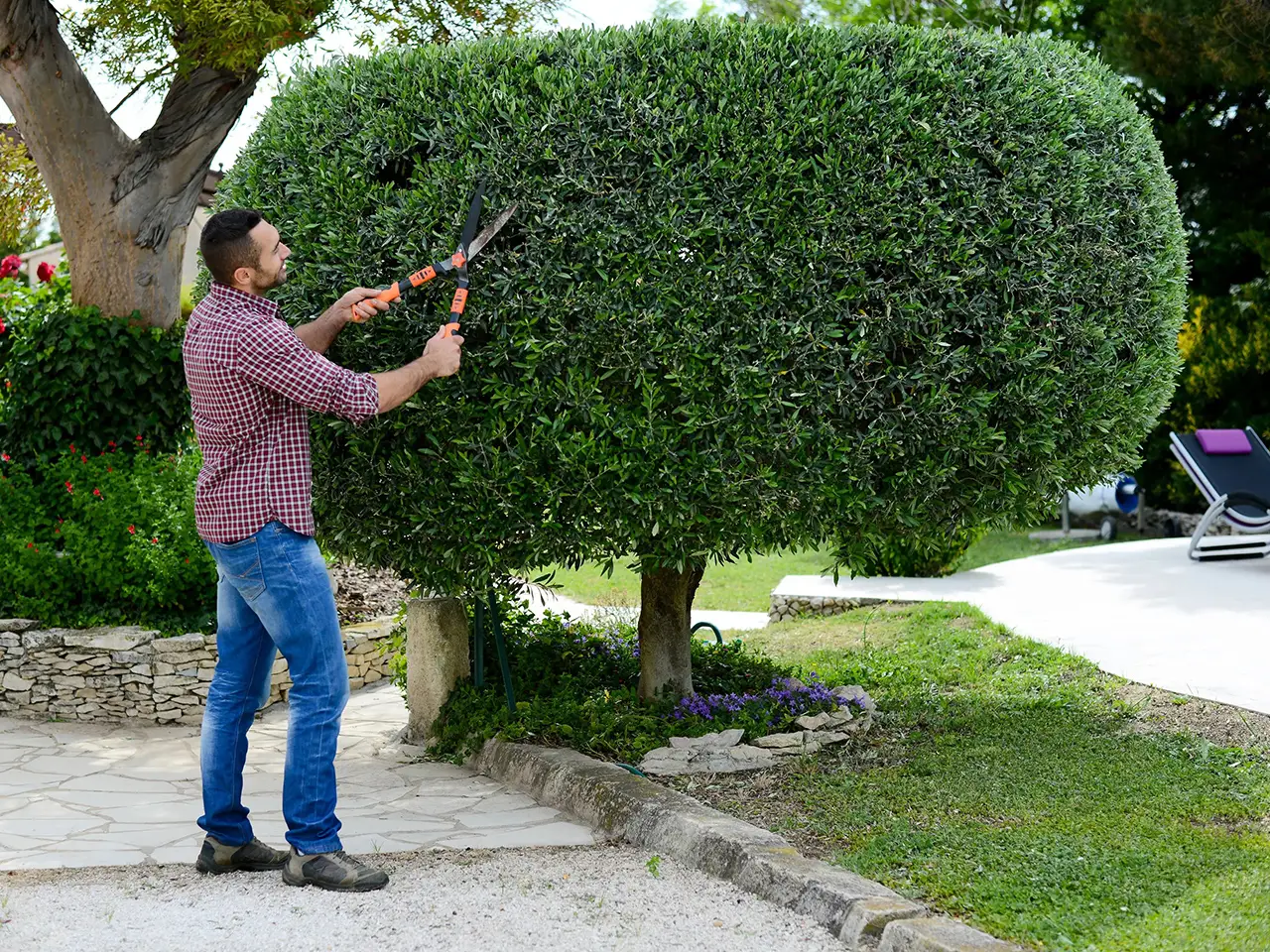 Омолаживающая обрезка